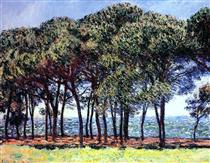 Pine Trees, Cap d'Antibes