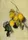 Branch of Lemons