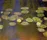 Water Lilies