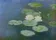 Water Lilies, Evening Effect