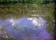 Water Lilies, The Clouds