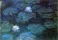 Water Lilies