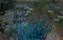 Irises and Water-Lilies