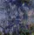 Water Lilies, Reflection of a Weeping Willows
