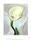 Calla Lily Turned Away