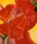 Red Canna