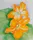Squash Blossoms