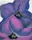 Purple Petunias