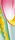 Abstraction No. 77 (Tulip)