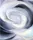 Abstraction White Rose