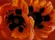 Oriental Poppies
