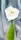 Calla Lily on Grey