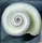 Shell No. I