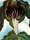 Jack-in-the-Pulpit III