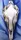 Horse's Skull on Blue