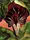 Jack-in-the-Pulpit II