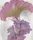 Coxcomb