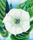 Jimson Weed