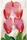 Bleeding Heart