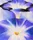 Blue Morning Glories