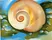 Pink Shell with Seaweed