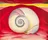 Red Hill and White Shell
