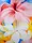 Hibiscus with Plumeria