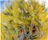 Cottonwood Tree in Spring