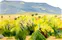 Cottonwood III