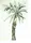 Palm Tree
