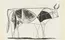 Bull (plate VIII)