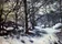 Melting Snow. Fontainbleau