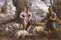 Jacob's Encounter with Rachel